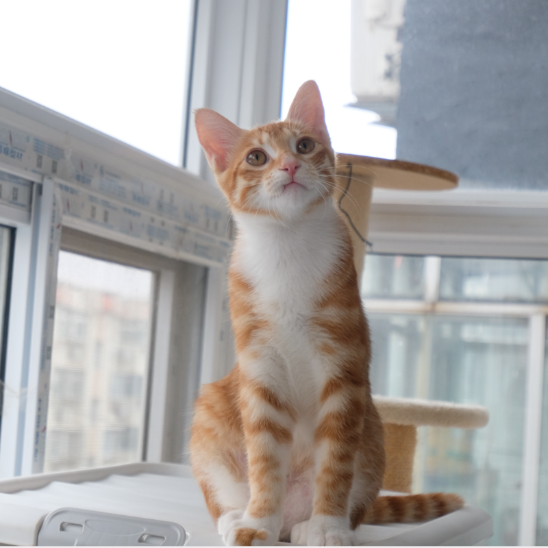 Before - kitty Milo