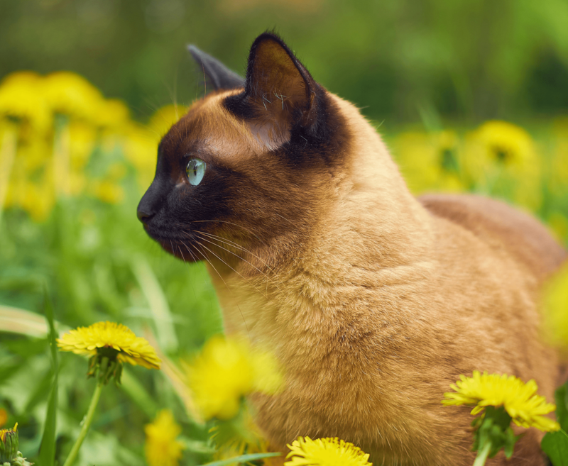 Before - SiameseCat