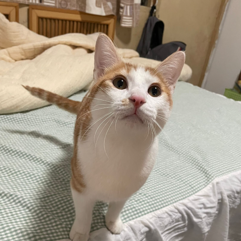 Before - kitty Nugget